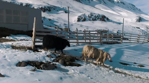 Iceland sheep in snow Stock Footage 53087271