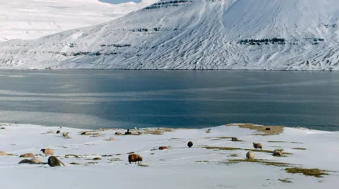 Iceland sheep in snow Video stock 53087277
