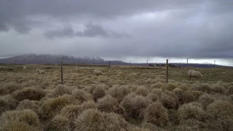 Iceland Sheeps Stock Footage