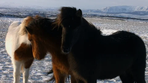 Iceland South Winter Three Horses MS Stock Footage 119166360