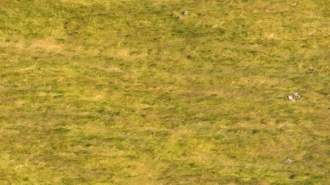 Iceland-windfield1 Stock Footage 96004226