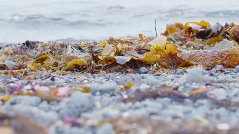 Icelandic algae throw out from the ocean on beach Stock Footage 319501980