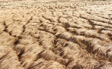 Icelandic brown grass close up with structure during spring Fotos de archivo