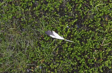 Icelandic Feather Foto stock