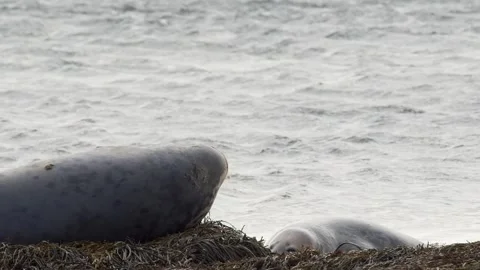 Icelandic Harbor Seals Resting on Coastal Rocks Stock Footage 327268853