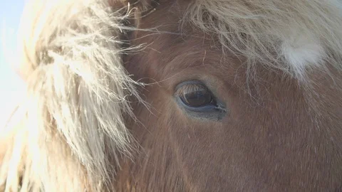 Icelandic Horse Eye close up winking during golden hour in Iceland 4K (50FPS) Stock Footage 105019448