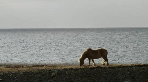 Icelandic horse Video stock 702906