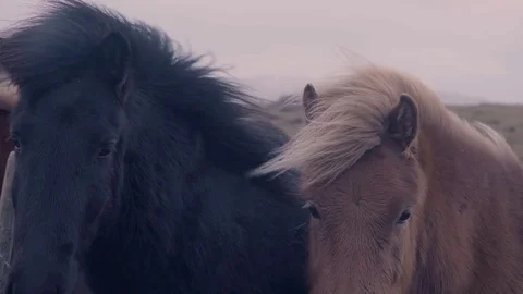 The Icelandic horse Stock Footage 84947429