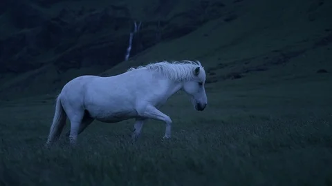 Icelandic Horse Видео 109239112
