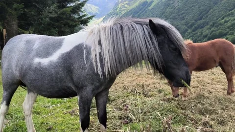 Icelandic horse Video stock 327227489