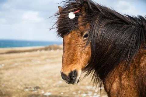 Icelandic horse Stock Photos