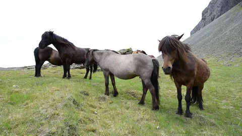 Icelandic horses closeup Video stock 81801067