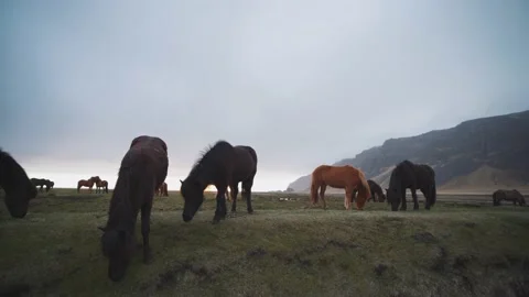 Icelandic horses in a dramatic landscape of Iceland Stock Footage 226370812