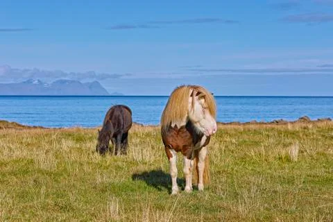 Icelandic horses Equidae Nordurland Vestra Iceland Europe Stock Photos