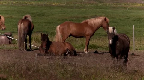 Icelandic horses Stock Footage 8765041
