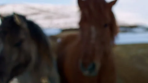 Icelandic horses Video stock 53087048