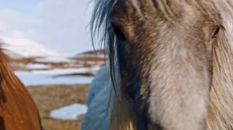 Icelandic horses Video stock 53087064