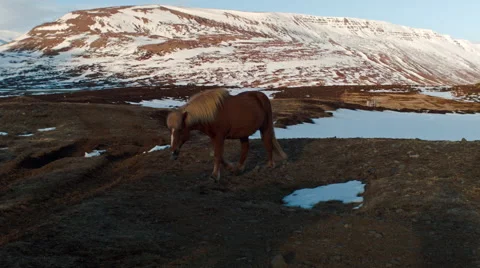 Icelandic horses Video stock 53087107