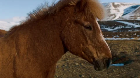 Icelandic horses Video stock 53087143