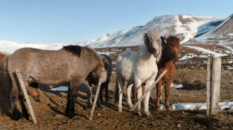 Icelandic horses Video stock 53087190