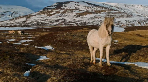 Icelandic horses Video stock 53087214