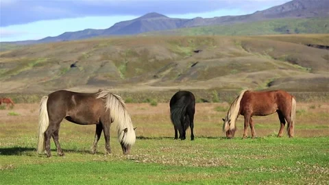 Icelandic horses Stock Footage 132443261