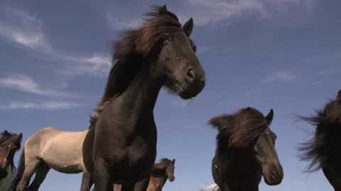 Icelandic Horses Stock Footage