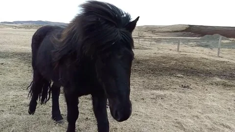 Icelandic horses Stock Footage 243046603