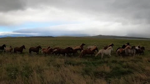 Icelandic horses Stock Footage 333408333