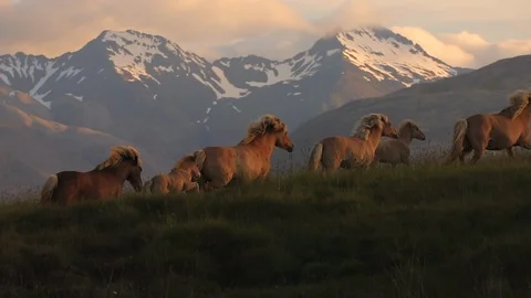Icelandic Horses Galloping Видео 109239025