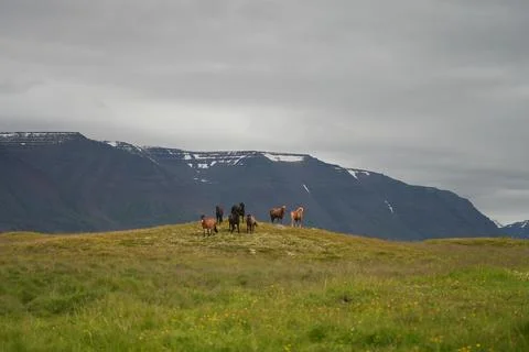Icelandic Horses on a Hill with Mountain Backdrop – Wild Nature of Europe Stock Photos