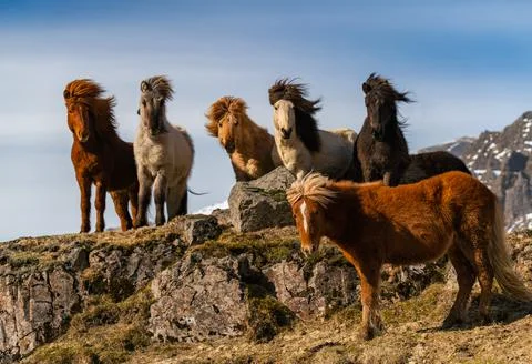 Icelandic horses. The Icelandic horse is a breed of horse created in Iceland Stock Photos