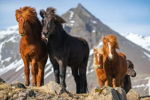 Icelandic horses. The Icelandic horse is a breed of horse created in Iceland Stock Photos