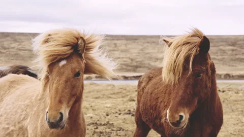 Icelandic Horses Looking At Camera In Landscape Stock Footage 155758098