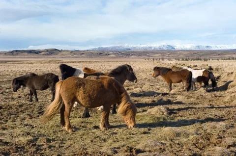 Icelandic Horses Stock Photos