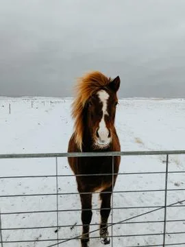 Icelandic horses Stock Photos