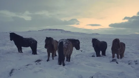 Icelandic Horses Posing In The Snow Stock Footage 85484765