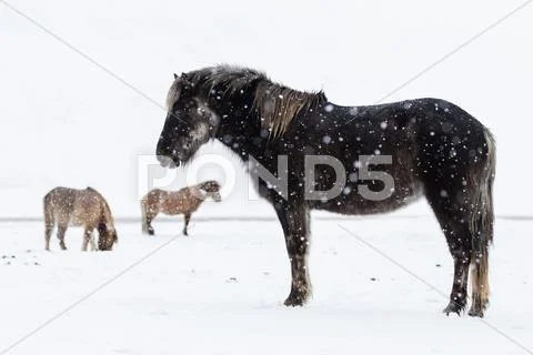 Icelandic Horses In Snowing Field