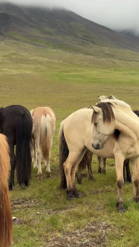 Icelandic horses standing on a grassy plain near Akureyri, North Iceland Video stock 312232990