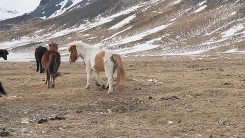 Icelandic horses walk Stock Footage 89806591