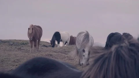Icelandic horses walking down a hill Stock Footage 84951920