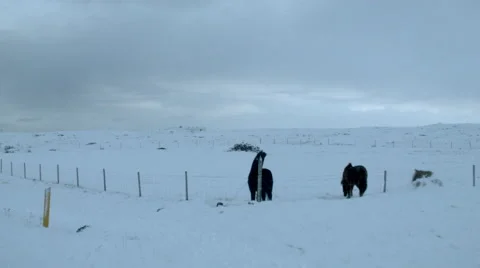 Icelandic Horses in Winter Stock Footage 47203758