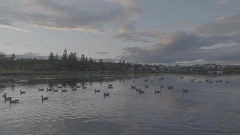 ICELANDIC LAKE WITH DUCKS Stock-Footage 328151499