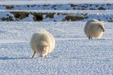 Icelandic lambs Stock Photos