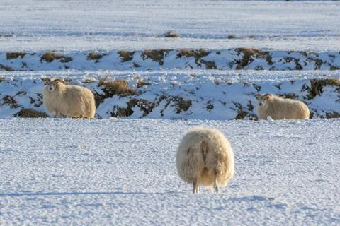 Icelandic lambs Stock Photos