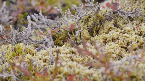 Icelandic moss, macro, slow slide shot. Stock Footage 319502020