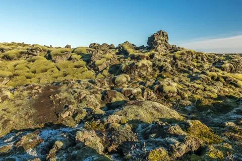 Icelandic moss Stock Photos