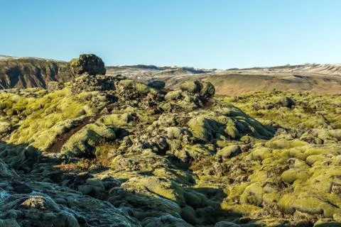 Icelandic moss Stock Photos
