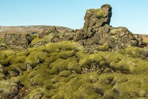 Icelandic moss Stock Photos