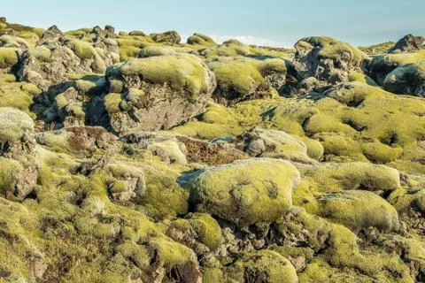 Icelandic moss Stock Photos